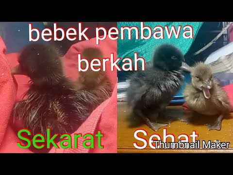 CARA TERNAK BEBEK | resiko beternak bebek 