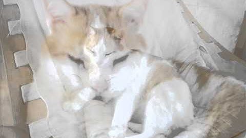 Yuni shara - Manis dan sayang ( pop indonesia)