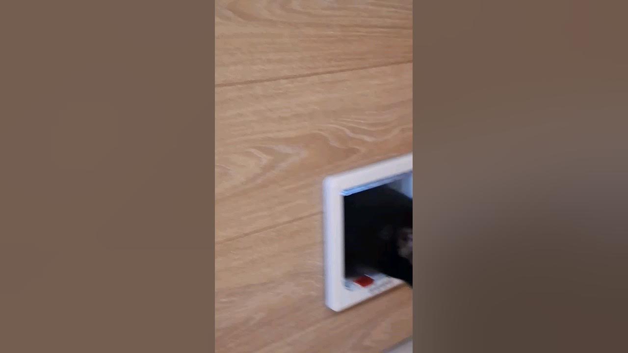 👉 Как приучить кота ходить в дверцу 👉 Training cats to use cat door 