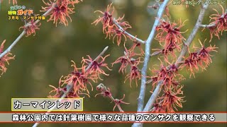 公式】「山じぃの植物ガイド・マンサク」2022年3月号アーカイブ（国営