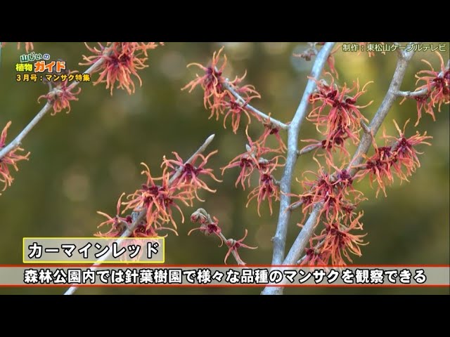 100 山採り マンサク 【公式】「山じぃの植物ガイド・マンサク」2022年3月