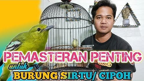 CARA PEMASTERAN BENAR BURUNG SIRTU BIAR GACOR FULL ISIAN