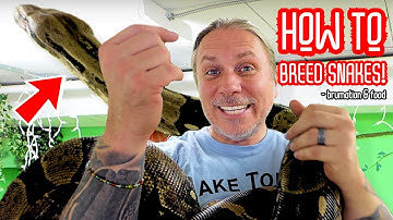 SNAKE BREEDING!! HOW TO GUIDE!! | BRIAN BARCZYK