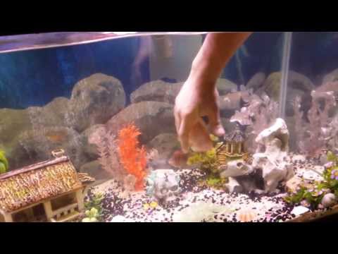 King Kong Parrot Fish Plays Dead On Command Doovi King Kong Parrot Fish Plays Dead On Command Doovi