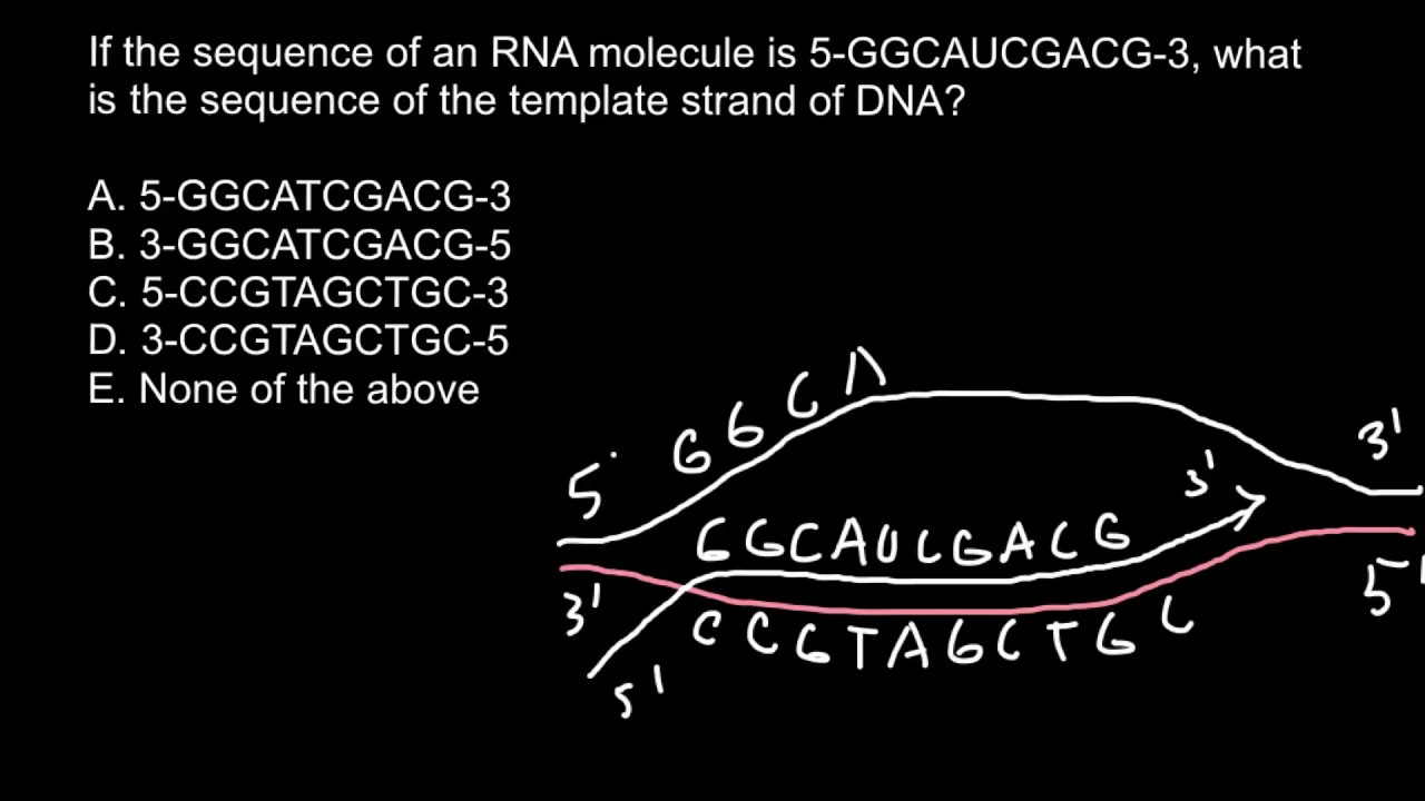 solved-use-the-dna-template-strand-and-the-chart-below-to-chegg