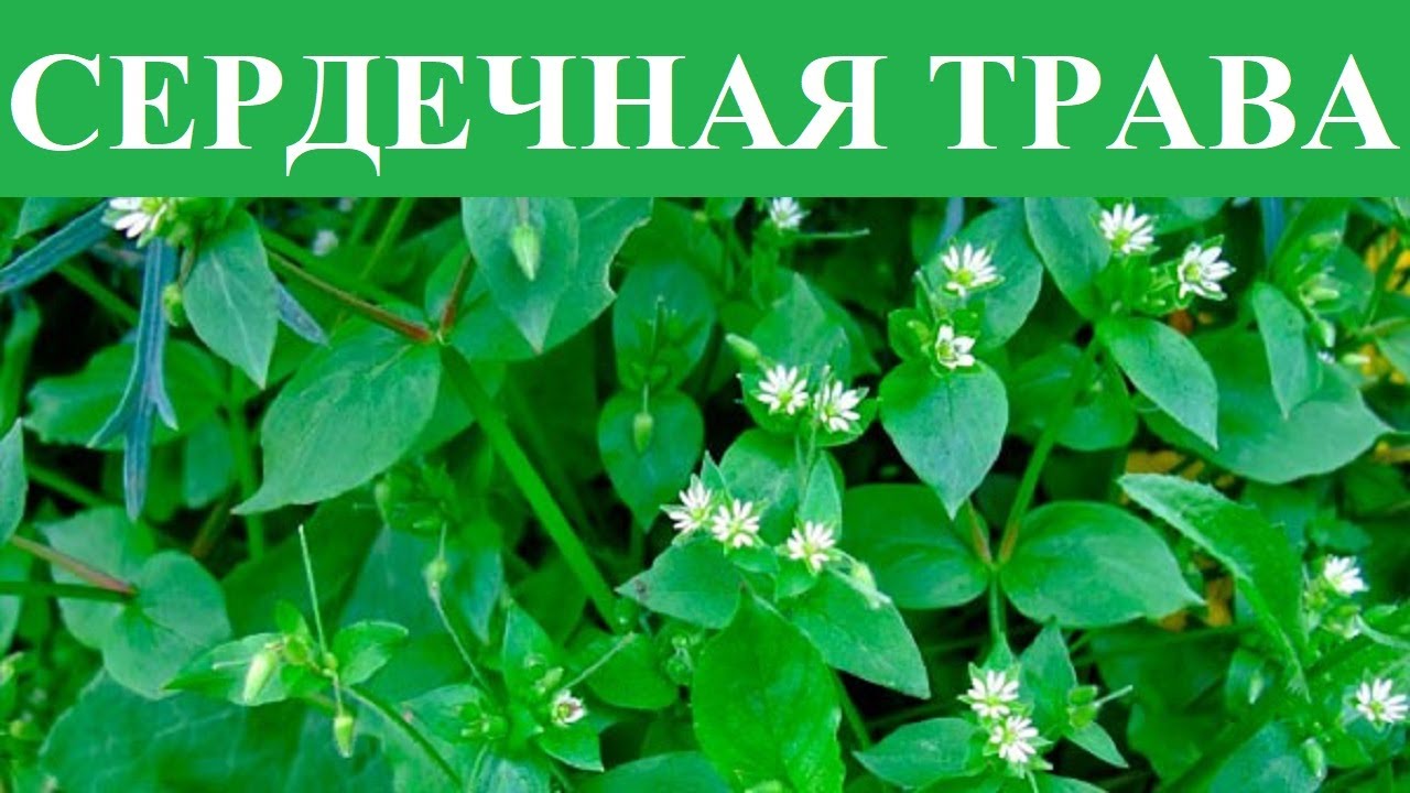 Звездчатка средняя. Лечебные свойства