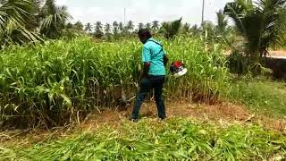 Brushcutter-Maize Harvest - SRI AMMAN AGRO AGENCIES, ERODE,TAMILNADU