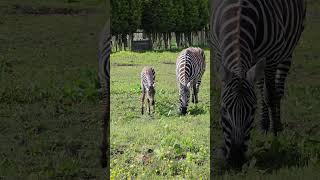 One Day Old Baby Zebra