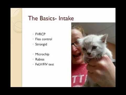 Medical Treatment for Cats on a Shoestring Budget - conference recording
