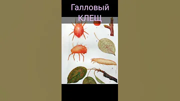 галловый клещ. лечение груши. #shorts #клещ #сад #садмечтысАлесей #Уфа #растения #обработкарастений