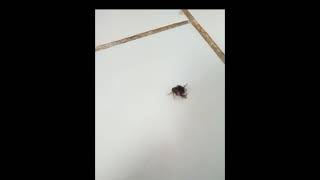 spider dude caught stepfly