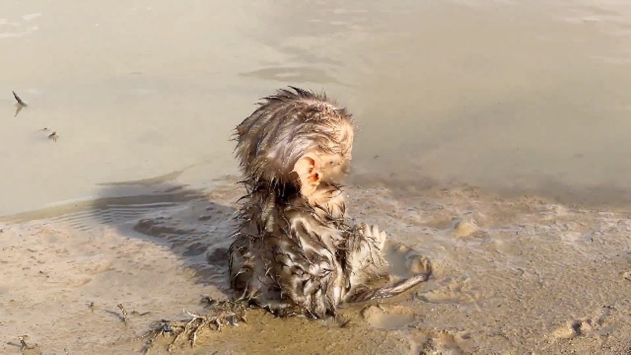 [Heart-Melt] Abandon Baby Monkey Sit Look At Lake Wait His Mom