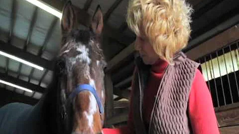 HORSES NEVER LIE ABOUT LOVE