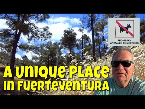 The only forest in Fuerteventura | El Pinar de Betancuria | What to do in Fuerteventura