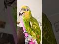 #amazon #talkingparot #cutebird #birds #cute #parrot #subscribe #shorts #short #viral #video #vlog