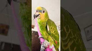 #amazon #talkingparot #cutebird #birds #cute #parrot #subscribe #shorts #short #viral #video #vlog