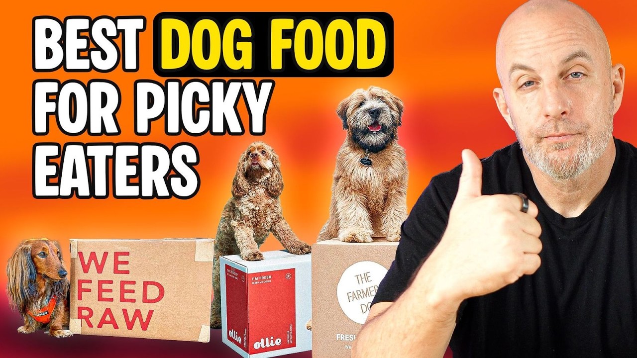 Best Dog Food for Picky Eaters | What to Buy and What to Avoid