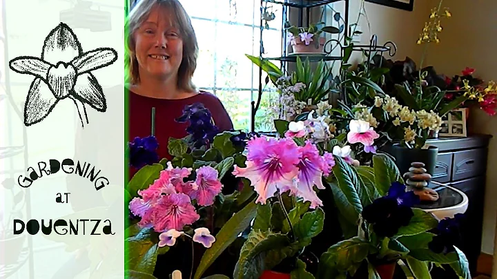 Streptocarpus - the pros & cons of growing & some ...