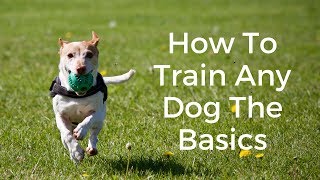 Dog Training 101: How To Train Any Dog The Basics