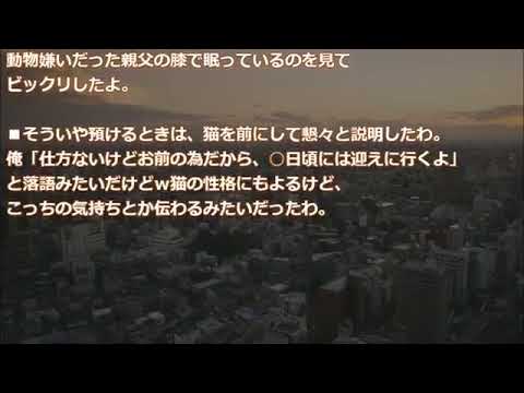 【修羅場】猫の思い込み。そして私は猫の奴隷になった【2ちゃんねる実話/因果応報・浮気・修羅場etc】