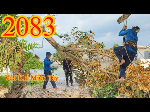 The Monkey King has to climb up and down multiple times to prune a star apple tree hanging over t...