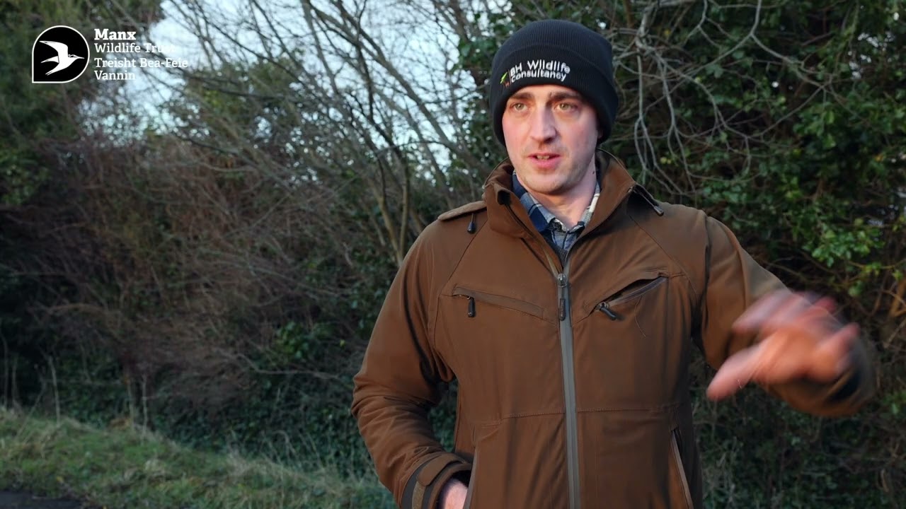 Thermal drone count of Isle of Man Wallabies