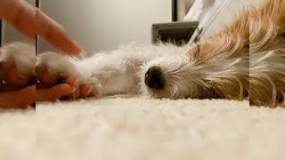 Blackpink Rosé And Baby Hank Ig Moments