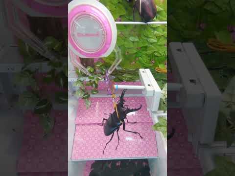 クレーンゲーム取れたよシリーズ 158 BIG クワガタムシ