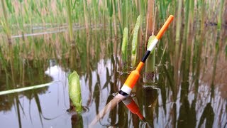 Large Carp stirs reeds