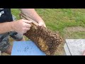 Cutting  queen cells making honey bee splits