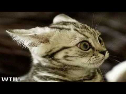Very Funny Cats 56