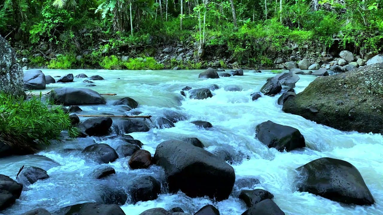 Tranquil River Stream for Study | Relaxing Water Sounds for Focus
