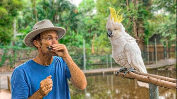 Beatbox Harmonica makes bird sing and dance