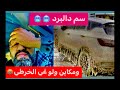 كرهت هاد الغربة ومايجي منها العز المغرب 