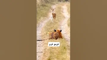 عندما يهاجم النمر على الغزال ماذا يحدث 