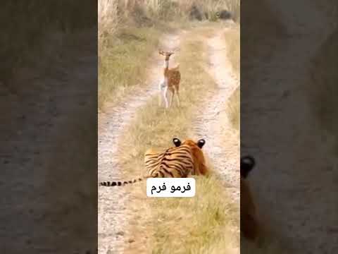 فيديو: هل ذرفت الظباء قرونها؟