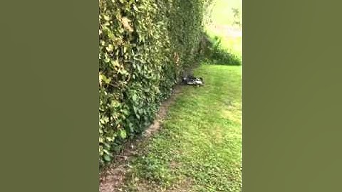 Arduino robotic lawn mower / DIY robomow. build 2 mowing first time