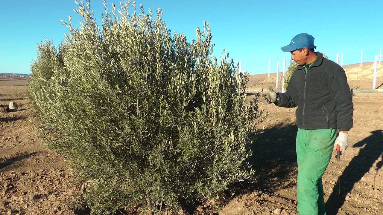 تقليم أشجار الزيتون البورية من واد زم ( الزبير)