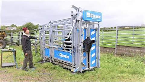 A Cattle Crush Built To Last | Douglas Frame