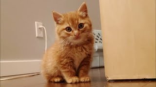 Hissy Kitten Gets His First Cuddle from Rescuer and Realizes He Can't Resist the Love