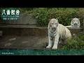 「6月28日」 八番獣舎シロップファミリーライブ配信