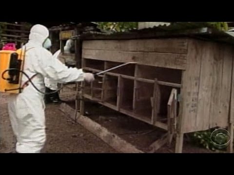 Bird flu spreads across U.S. farms - YouTube
