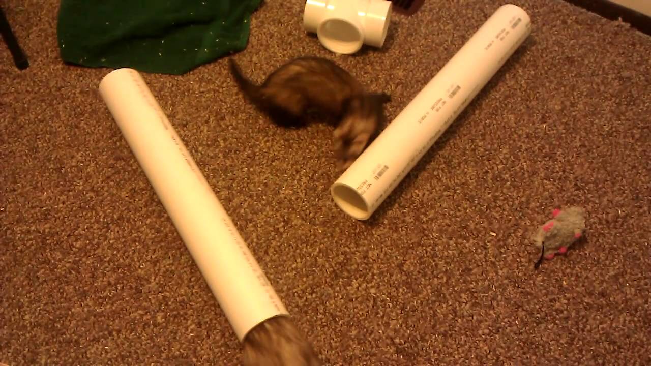 Ferret Tunnels YouTube