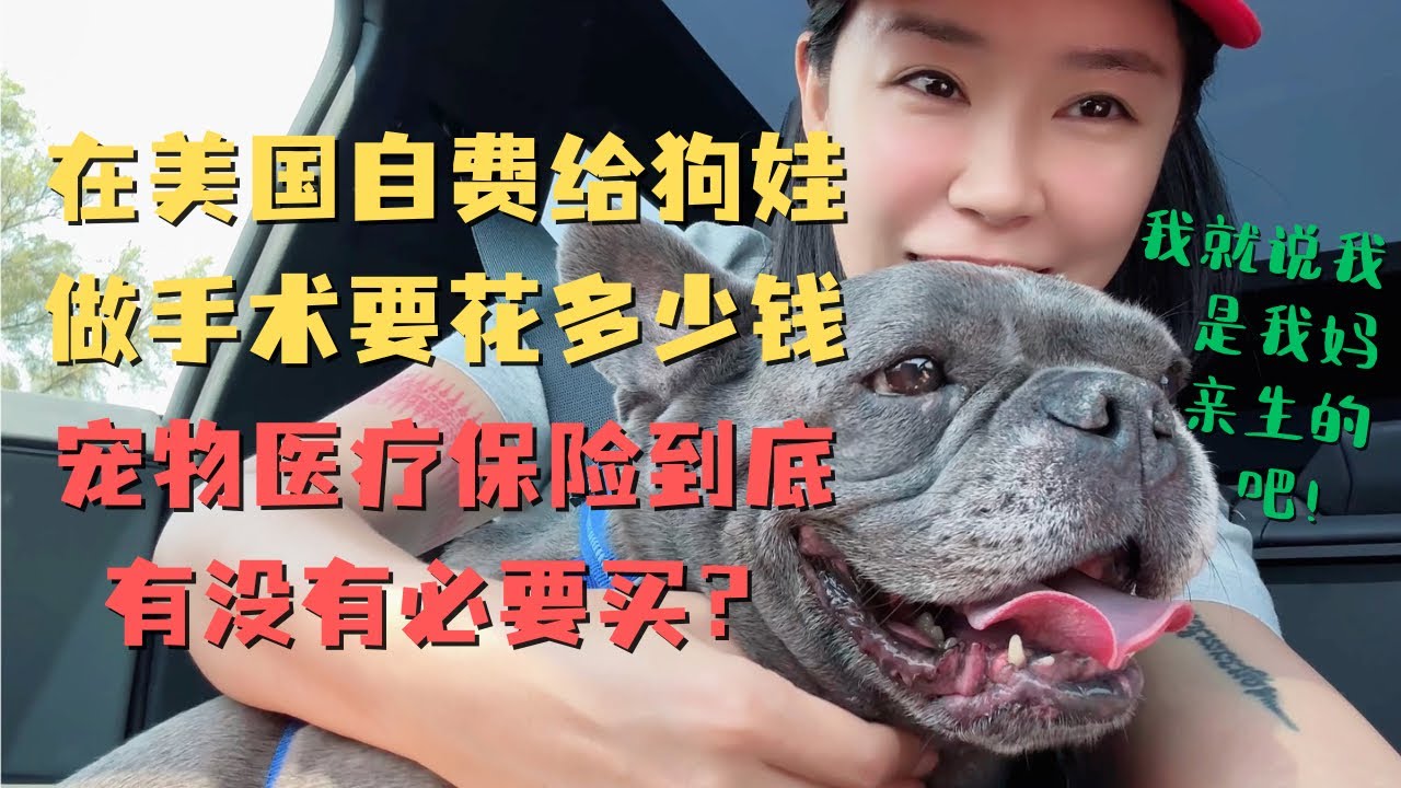 我从台湾做完乳腺手术回来 蓝精灵居然遗传了我的病灶？在美国自费给狗娃🐶做手术需要花多少钱💵宠物医疗保险值得买吗？