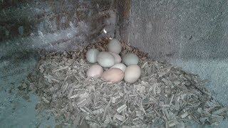 Nesting Box Chicken Egg Collection - Folluktan Yumurta Toplama