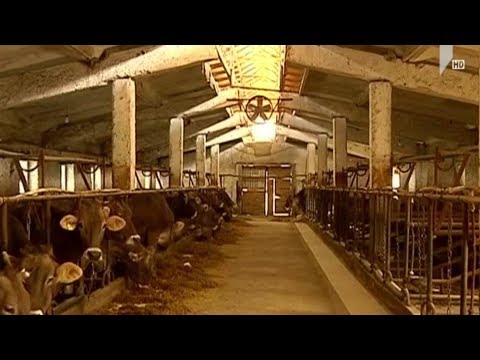 პრობლემები მესაქონლეობის დარგში