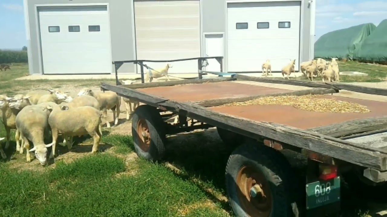 Mladi ovnovi 7-10 meseci starosti