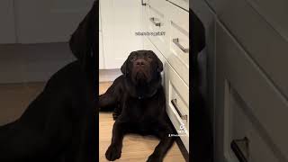 Why are they always under our feet  #puppy #funnylabradorpuppy #dog #labradorpuppy #labrador