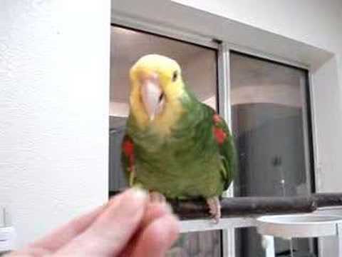 Polly want a cracker?