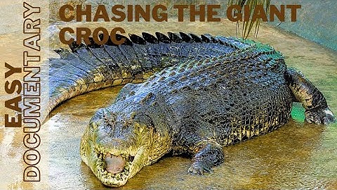 Chasing the Giant Monster Crocodile 🐊 - Full Easy Documentary